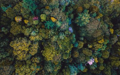 ARRÊTER DE FUMER POUR ÊTRE ÉCORESPONSABLE !